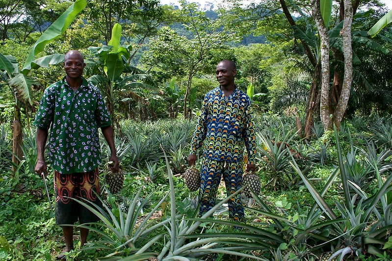 REDD+ in Nigeria’s Last Rainforest