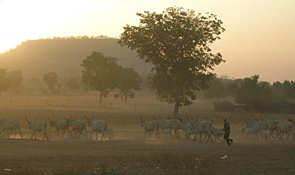 Between Fulani Herdsmen and Farmers