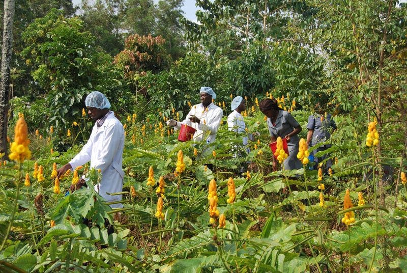 Knowledge Creation in Local Nigerian Communities