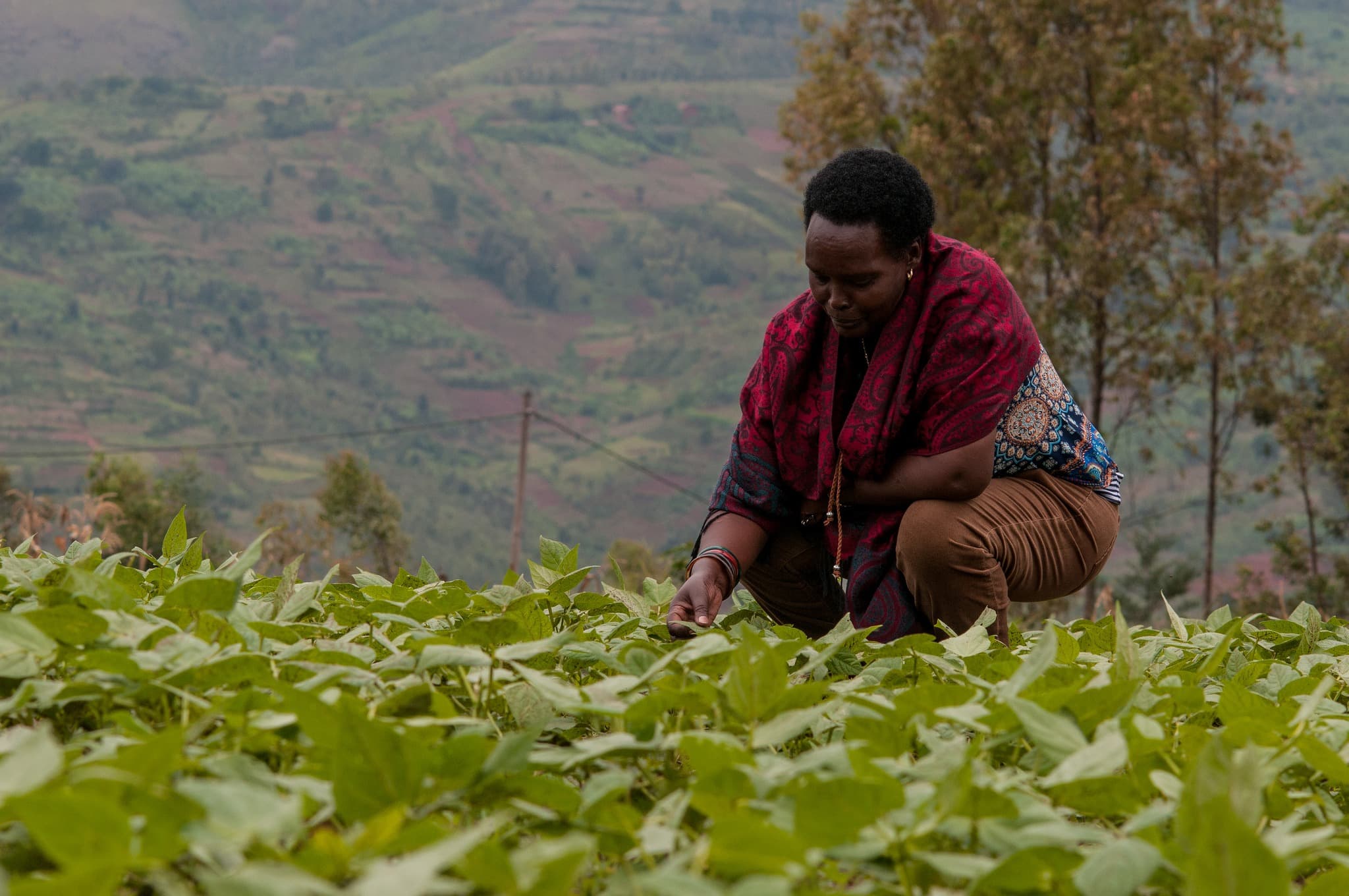 The Role of Institutions in Africa's Development Path