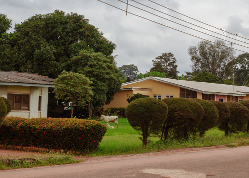 Two houses in the lecturers_ quarters sitting side by side, cows on the lawn